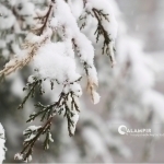 O‘zbekistonda bu hafta qor yog‘ishi mumkin