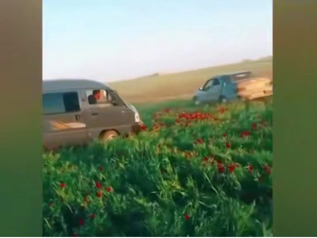 Qizg‘aldoqzorni payhon qilganlar 62 mln so‘m jarimaga tortildi (video)