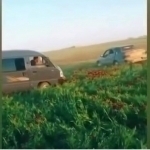 Qizg‘aldoqzorni payhon qilganlar 62 mln so‘m jarimaga tortildi (video)