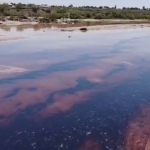 Қумқўрғонда нефть дарёга оқиб кетди (видео)