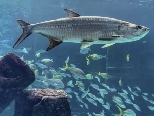 Akvariumdan baliq ovlaganlar sudlandi