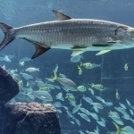 Akvariumdan baliq ovlaganlar sudlandi