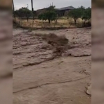 Jizzaxga yana sel yopirildi (video)