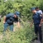 Farg‘onada 55 ming tup ko‘knor yetishtirgan fuqaro ushlandi (video)