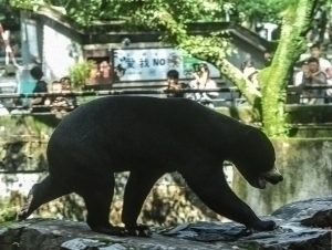 Xitoyda ayiq bog‘ xodimiga hujum qildi (video)