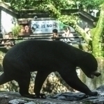 Xitoyda ayiq bog‘ xodimiga hujum qildi (video)