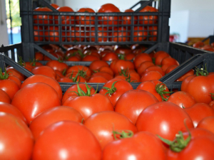 Bugungacha O‘zbekistonda “Pomidor jigarrang bujmayish virusi“ aniqlanmagan – ”O‘zdavkarantin