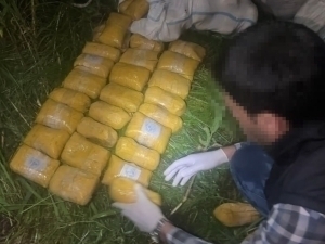 Qibraydagi daladan 10 mln dollarlik “gashish” topildi (video)