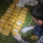 Qibraydagi daladan 10 mln dollarlik “gashish” topildi (video)