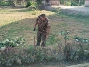 Citizen was fined 27 million soums for cutting down 4 trees in Khorezm 