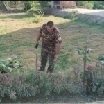 Citizen was fined 27 million soums for cutting down 4 trees in Khorezm 