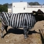 Sigirni zebra qilib bo‘yagan olimlar Shnobel mukofotiga sazovor bo‘ldi