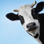 It is forbidden to graze cattle in the border pastures of Uzbekistan at night