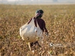 Сурхондарёда аёллар вазир ўринбосарининг шарафига теримга жалб қилинди (аудио)