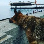 Ялтанинг “Ҳатико”си вафот этди