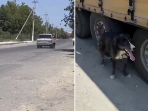 Самарқандда итни машинага боғлаб, судраган шахслар жазоланди (видео)