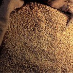 The government will buy grain from the stock exchange for reserves