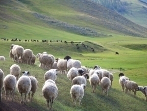 Мўғулистондан 100 минг бош майда шохли моллар олиб келинади