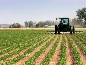 9,000 hectares of land will be distributed to farmers in the Tashkent region