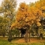 Эртага ҳаво ҳарорати қандай бўлади?