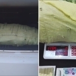 Қабристонда қарийб 12 кг “марихуана”ни сотмоқчи бўлган шахс ушланди (видео)