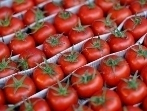 O‘zbekistondan Qozog‘istonga eksport qilingan pomidorda xavfli virus aniqlandi