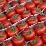 Dangerous virus was detected in tomatoes exported from Uzbekistan to Kazakhstan