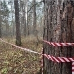 Rossiya o‘rmonida markaziy osiyolik ayolning boshsiz jasadi topildi