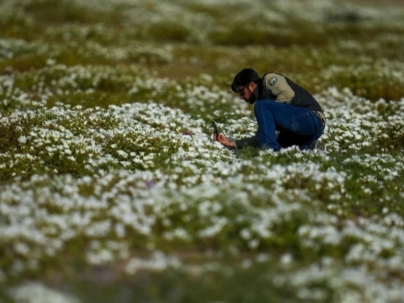 Hard to believe : World’s driest desert bursts into bloom