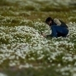 Hard to believe : World’s driest desert bursts into bloom