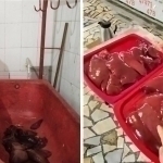 Substandard liver found at “Chorsu” market, prompting sanitary action