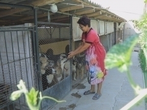 It became known that a citizen keeps about a hundred stray dogs in her house in Fergana