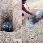 It is said that porcupines were brutally killed in the protected area of Uzbekistan