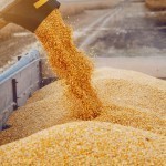Қозоғистон Хитойга дон етказиб беришни кўпайтирмоқчи