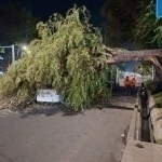 Tree falls on moving car in Chilanzar