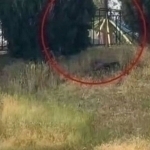 Андижонда аттракцион қулаб тушди. Жароҳатланганлар бор (видео)