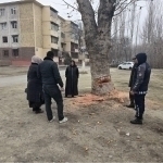 Unknown individuals cut down healthy plane tree in Kokand (video)  
