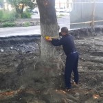 Farg‘onada qariyb 190 mln so‘mlik daraxtlar kesib tashlandi 