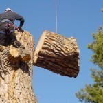 There will be increased punishment for cutting down trees