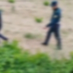 Samarqandda hovlisida 511 tup nasha ekkan 85 yoshli otaxon ushlandi (video)