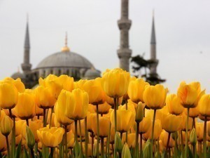 Turkiyada lola mavsumiga tayyorgarlik avjida 