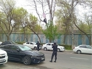 Тошкентда суддан норози эркак дарахтга чиқиб олди