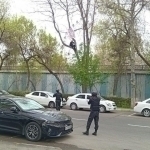 Toshkentda suddan norozi erkak daraxtga chiqib oldi