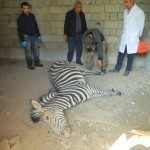 Farg‘onadagi hayvonot bog‘ida zebra nobud bo‘ldi