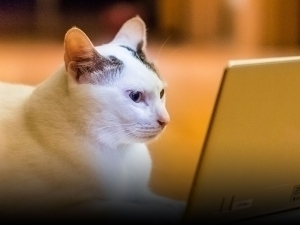 Xitoyda uy hayvonlari uchun maxsus telekanal ishga tushirildi