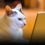 Xitoyda uy hayvonlari uchun maxsus telekanal ishga tushirildi