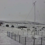 “Bahor o‘rtasida qishning nafasi”. Jizzaxda qor yog‘di (video)