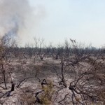 Тошкент вилоятидаги ўрмонзорларда ёнғин чиқди