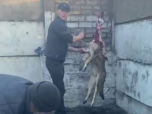 Тошкент вилоятида доимий ит сўйиб келганлар ушланди (видео)