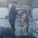 Toshkent viloyatida doimiy it so‘yib kelganlar ushlandi (video)